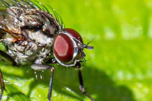 Hylemya vagans